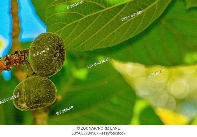 Abstract Roxburgh fig (ficus auriculata)