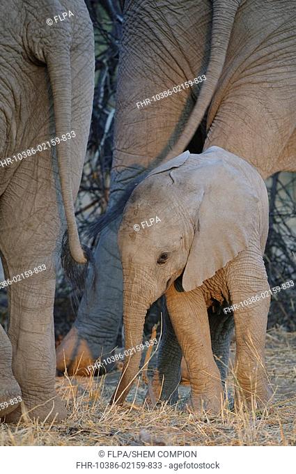 African Elephant Loxodonta africana baby, standing beside mother at dusk, Mashatu Game Reserve, Tuli Block, Botswana