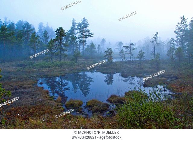 highmoor in Sweden with morning mist, Sweden