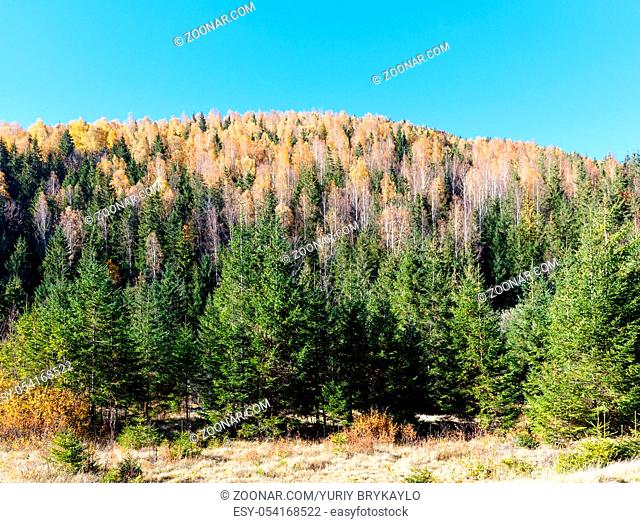 Autumn colorful forest in Carpathian Mountains (Guta, Ivano-Frankivsk oblast, Ukraine)