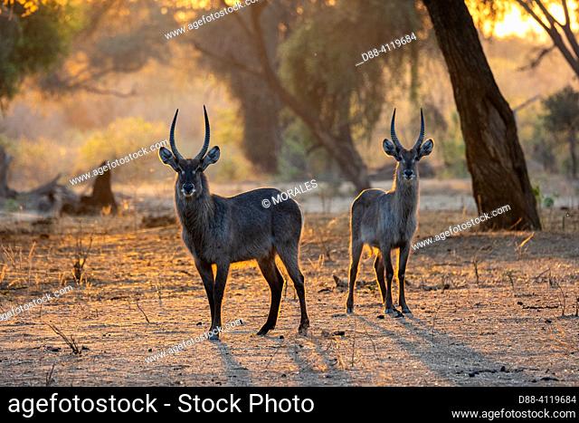 Africa, Zambia, Lower Zambezi natioinal Park, Waterbuck (Kobus ellipsiprymnus), eat fruits of Winter Thorn (Faidherbia albida), at sunrise