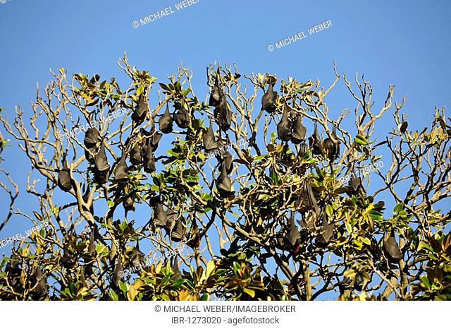 Flying Foxes, also Fruit Bats (Pteropus), hanging in tree, Botanical Garden, Sydney, New South Wales, Australia