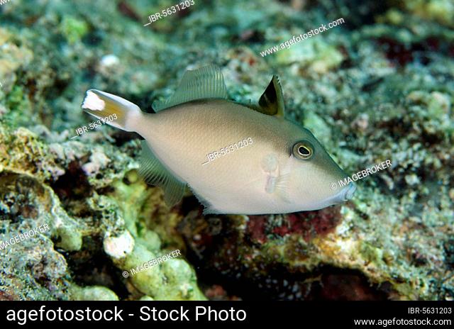 Flagtail triggerfish (Sufflamen chrysopterum) juvenile, swimming, Tanjung Mamau, Wetar Island, Barat Daya Islands, Lesser Sunda Islands, Indonesia, Asia