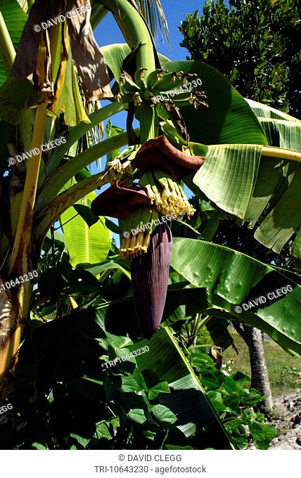 Stem of partly formed bananas on plant showing the iinflorescence Lombok NTB Indonesia