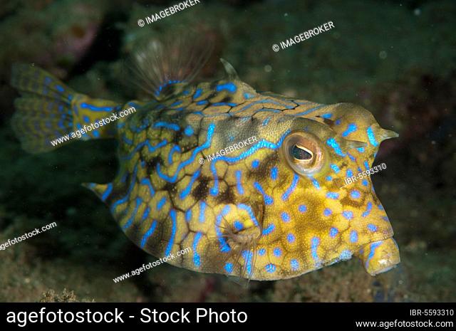 Cowfish, Longhorn Casefish, Cowfish, Cowfish, Longhorn Casefish, Cowfish, Horned Cowfish, Horned Cowfish, Other Animals, Fish, Perch-like, Animals, Long