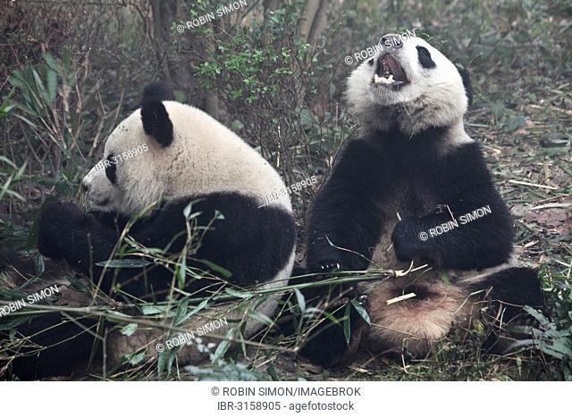 Giant Pandas (Ailuropoda melanoleuca) at Chengdu Panda Breeding and Research Center