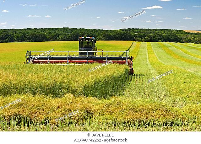 Swathing canola in the Tiger Hills, near Bruxelles, Manitoba