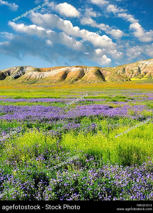Carizzo plain with mostly purple Fremont's Phacelia, Pacelia fremontii, Carrizo Plain National Monument, California, USA