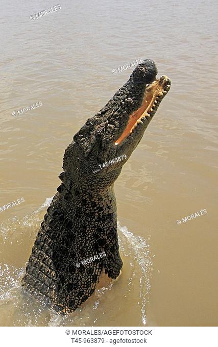 Saltwater Crocodile (Crocodylus porosus). Kakadu National Park, Northern Territory, Australia