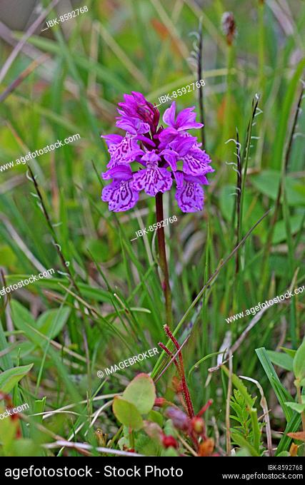 Moorland spotted orchid (Dactylorhiza maculata) flowers in the tundra, Lapland, northern Norway, Scandinavia