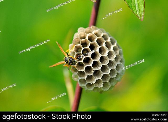 Gallische Feldwespe auch Franzoesische Feldwespe, Polistes dominula beim Nestbau. Polistinae are eusocial wasps on a meadow at nest building