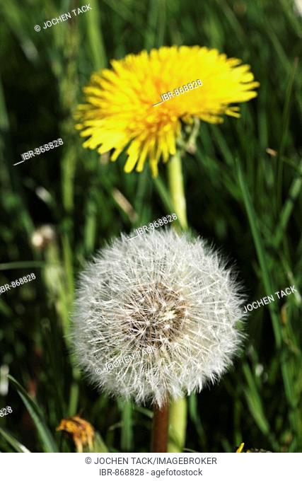 Dandelion in flower and as a clock or blowball, (Taraxacum sect. Ruderalia)