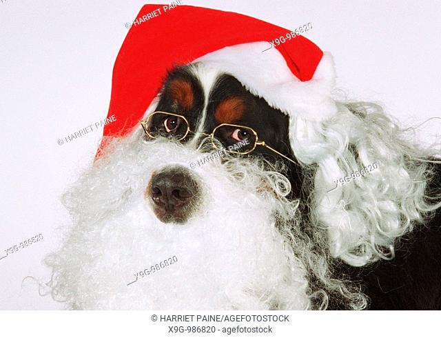 Bernese Mountain Dog with Santa Claus beard and hat