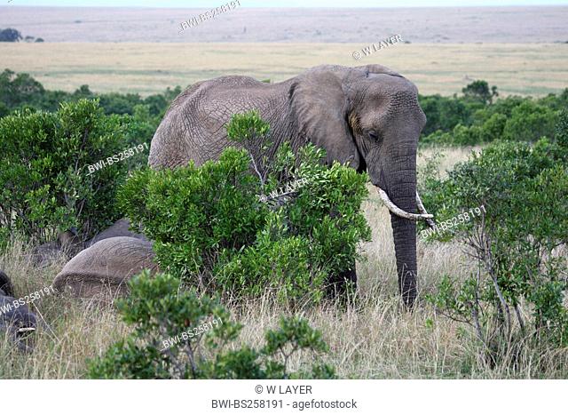 African elephant Loxodonta africana, herd between bushes in the savannah, Kenya, Masai Mara National Park