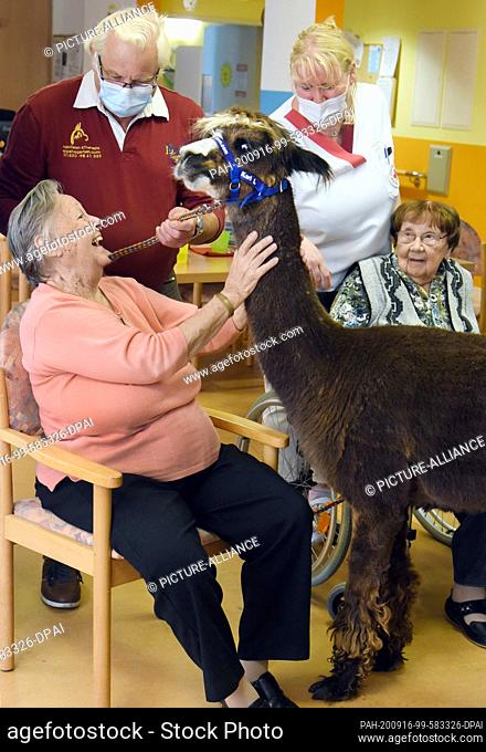 07 September 2020, Saxony, Leipzig: With the five-year-old alpaca ""Karl I."", 90-year-old Annemarie Kießhauer (l) and 98-year-old Gerda Bahlecke can now cuddle...