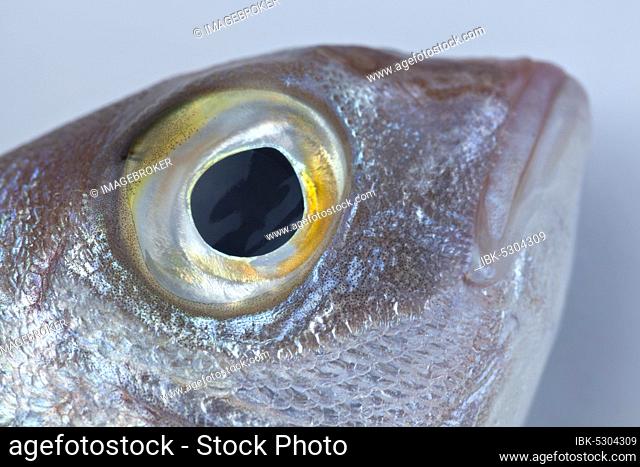 Eye of the red seabream