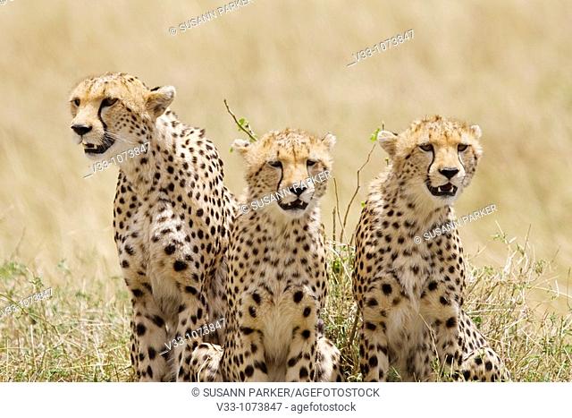 A cheetah mom & her 2 cubs on the plains of the Masai Mara