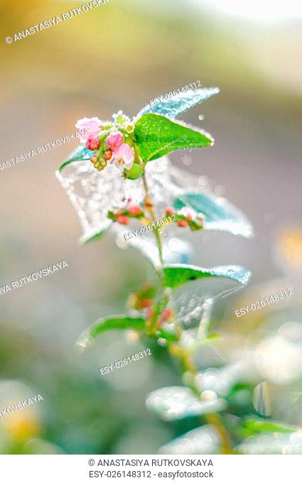 Snowberry ripe berries in the autumn garden (Symphoricarpos albus)