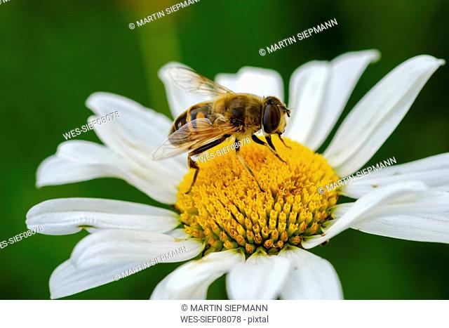 Albania, Valbona-National Park, hoverfly, Syrphus sp., on flower