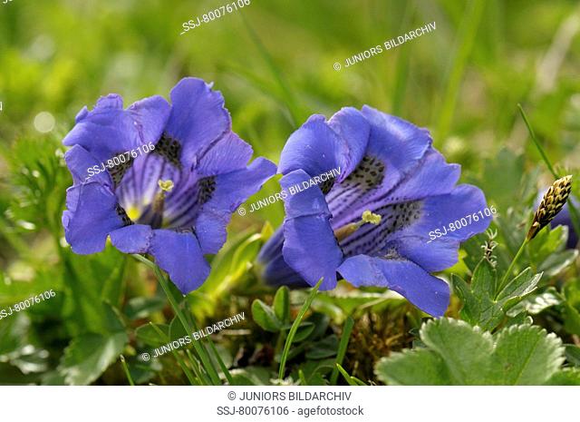 DEU, 2008: Clusius Gentian, Trumpet Gentian (Gentiana clusii), flowering