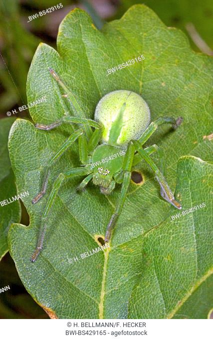 Green huntsman spider, Green spider (Micrommata virescens, Micrommata rosea, Micrommata roseum, Micrommata viridissima), female, Germany
