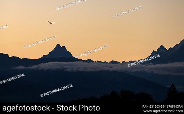 20 September 2023, Switzerland, Bern: A bird of prey flies over the panorama of the Bernese Alps at sunrise. Photo: Jan Woitas/dpa