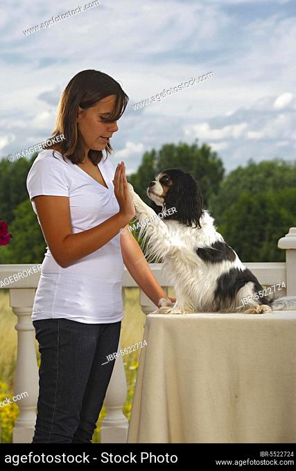 Cavalier King Charles Spaniel girl, tricolour, give paw, pawing, trick, tricky, give me five