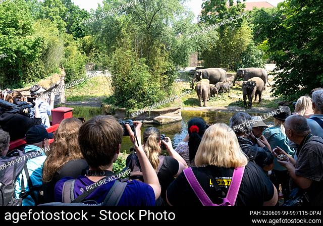 09 June 2023, Saxony, Leipzig: Visitors to Leipzig Zoo watch the christening of the youngest elephant in the Leipzig herd