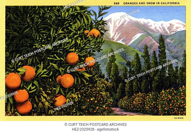 'Oranges and Snow in California', postcard, 1931. Vintage postcard showing an orange grove set against a backdrop of snow covered mountains