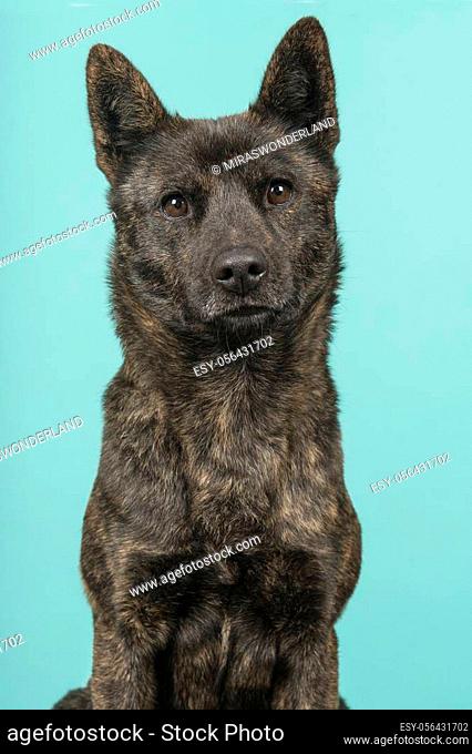 Dog tora Stock Photos and Images | agefotostock