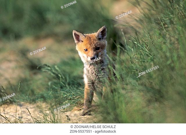 Rotfuchswelpe sitzt angespannt aeugend vor dem Fuchsbau - (Rotfuchs - Fuchs) / Red Fox kit sitting intently looking in front of the foxs den - (European Red...