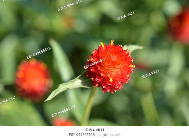 Red globe amaranth - Latin name - Gomphrena globosa Rubra