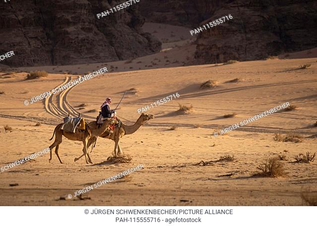 A Bedouin rides with two camels through the Wadi Rum desert, in which a car has also left its mark. (06 November 2018) | usage worldwide