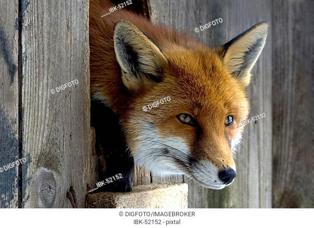 Red Fox (Vulpes vulpes) looking out of his house