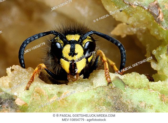 Common WASP - feeding (Vespula vulgaris)