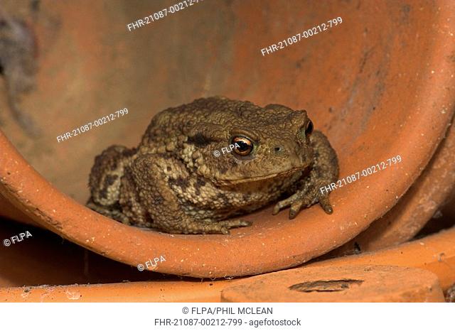 Common Toad Bufo bufo adult, sitting in flowerpot in garden shed, Borders, Scotland, summer