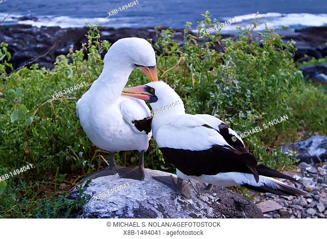 Adult Nazca booby Sula grantii pair in courtship in the Galapagos Island Archipelago, Ecuador  MORE INFO Nazca boobies are known for practicing obligate...