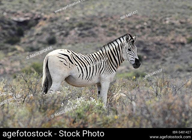 Common Zebra (Equus quagga) young male, with unusual pale coat pattern, standing in vegetation, Karoo N. P. Western Cape, South Africa, Africa