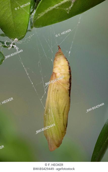 Box Tree Moth (Glyphodes perspectalis, Cydalima perspectalis), pupa on box tree, Germany