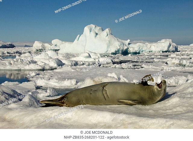 Crabeater Seal, Lobodon carcinophagus, on ice floe, Antarctic Peninsula