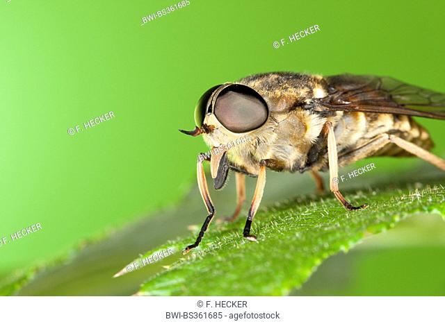 horsefly (Tabanus sudeticus), portrait with compound eyes and stinging mouthparts, Germany