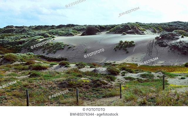 grass-grown dunes, Netherlands, South Holland, Coepelduynen, Noordwijk aan Zee