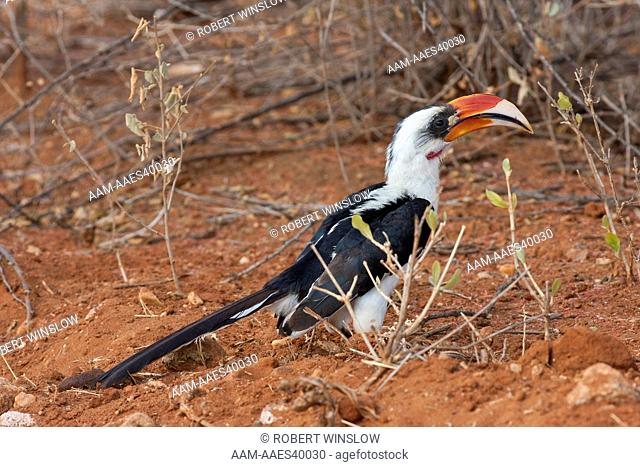 Von der Deckens Hornbill (Tockus deckeni) Samburu National Reserve, Kenya, Africa