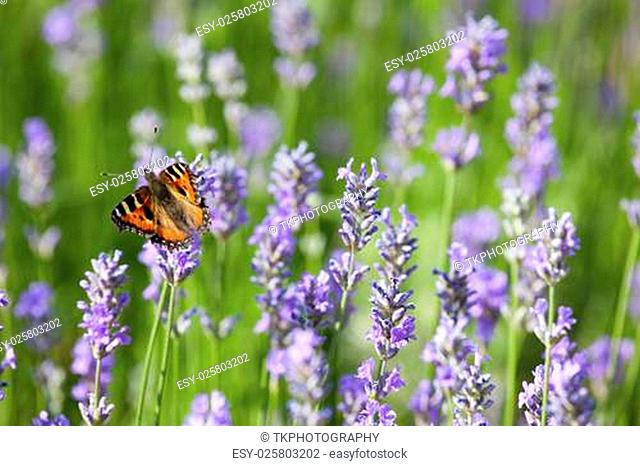 Small Tortoiseshell Butterfly on blooming lavender in summer