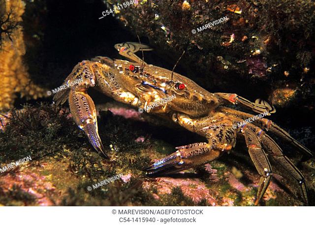 Velvet Crab (Necora puber), Eastern Atlantic, Galicia, Spain