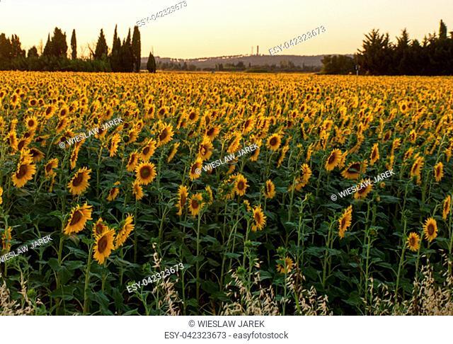Sunflowers field near Arles in Provence, France