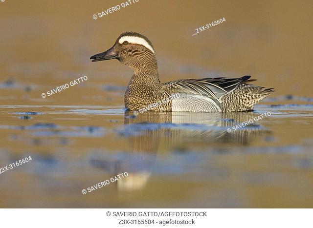 Garganey (Anas querquedula), adult male swimming in a swamp