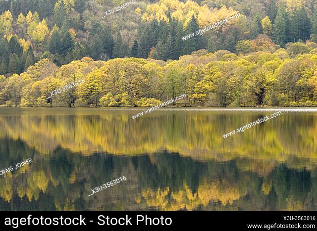 Autumn colour of Holne Wood reflected in Loweswater in the Lake District National Park, Cumbria, England