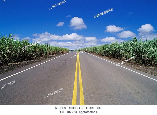 Paved road through sugar cane fields along the Hamakua Coast, The Big Island, Hawaii