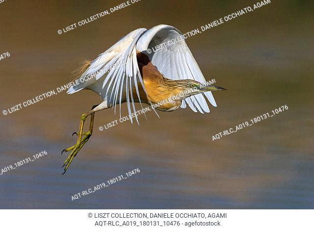 Squacco Heron in flight, Ardeola ralloides, Squacco Heron